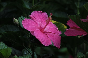 Vibrant Pink Hibiscus Flower with Water Droplets