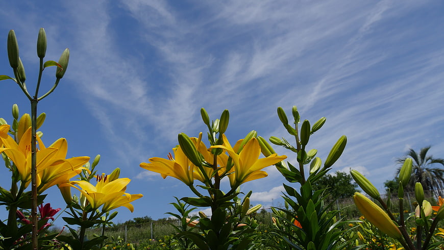Yellow lilies blooming against a blue sky with clouds