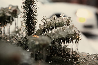 Close-up of frozen pine needles encased in ice