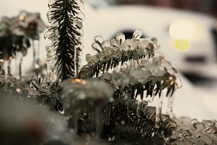 Close-up of frozen pine needles encased in ice