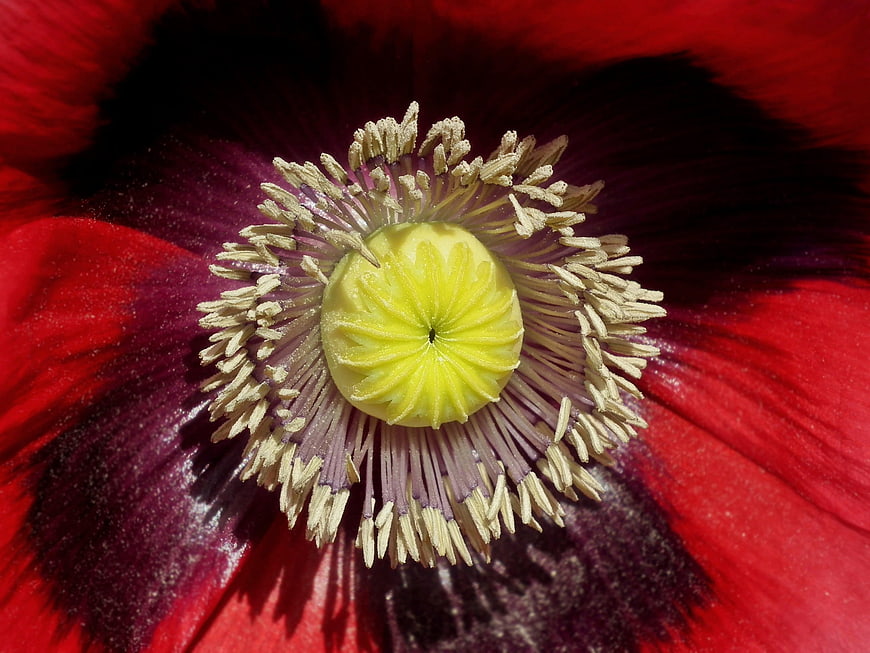 Macro Close-Up of Red Poppy Flower Center