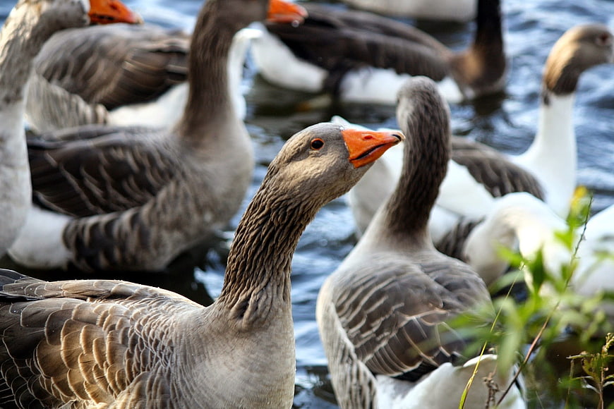 Flock of Greylag Geese Swimming in Water