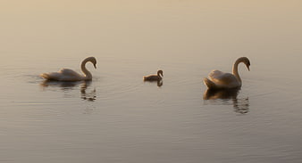 Swan Family with Cygnet Swimming on Calm Lake at Sunrise