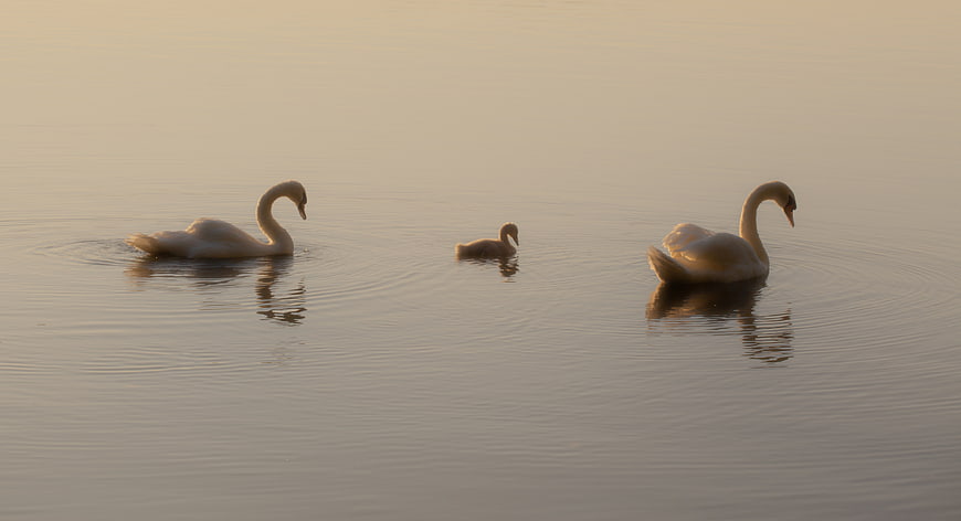 Swan Family with Cygnet Swimming on Calm Lake at Sunrise