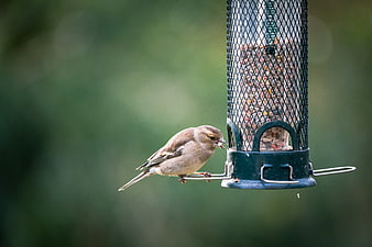 Small brown bird perched on a hanging bird feeder eating seeds