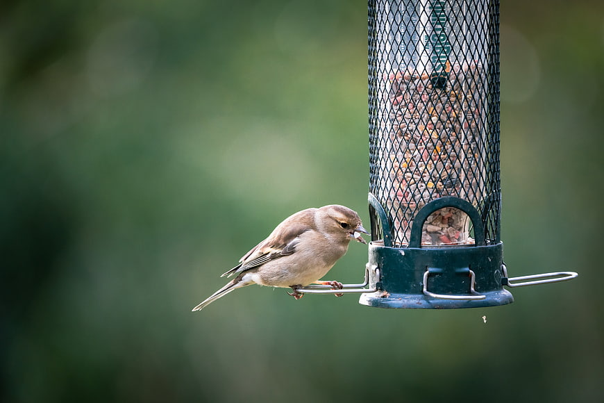 Small brown bird perched on a hanging bird feeder eating seeds