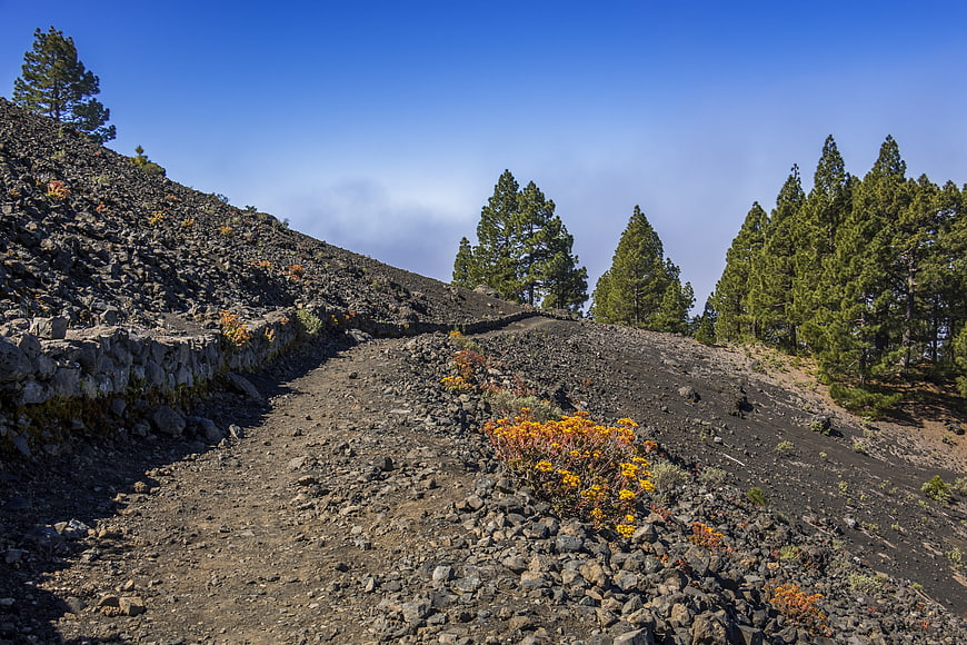 Volcanic landscape with pine trees and yellow flowers in Canary Islands