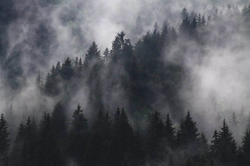Misty coniferous forest with foggy pine trees