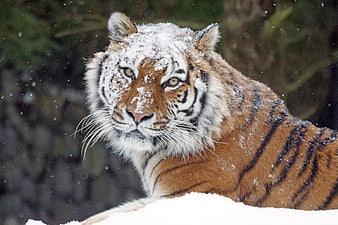 Siberian Tiger Portrait In Snowy Winter Landscape
