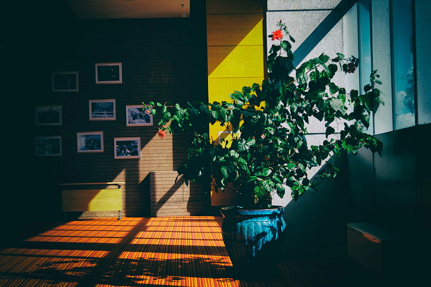 Sunlit Interior with Potted Plant and Geometric Shadows