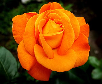 Vibrant Orange Rose Close-Up with Green Background