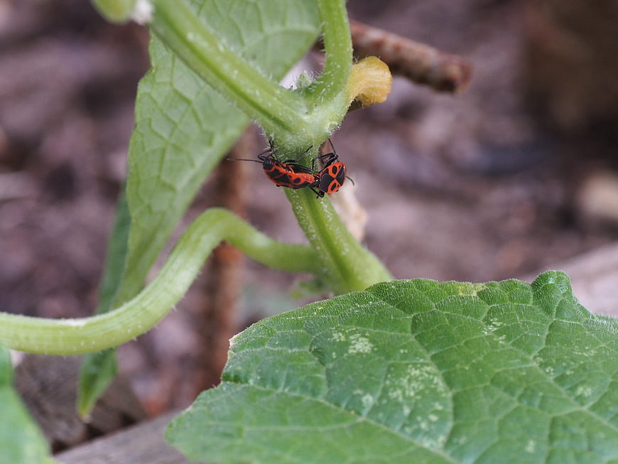 Red and black milkweed bugs mating on a green plant stem