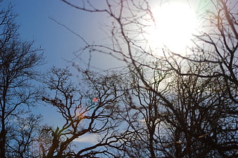 Silhouetted Bare Tree Branches Against Bright Sun and Blue Sky