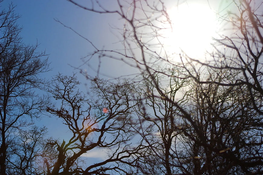 Silhouetted Bare Tree Branches Against Bright Sun and Blue Sky