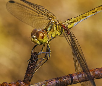 Close-up of a yellow dragonfly perched on a rusty branch