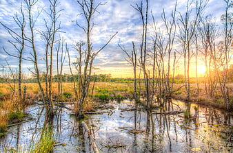 Sunset over a swamp with birch trees and water reflections