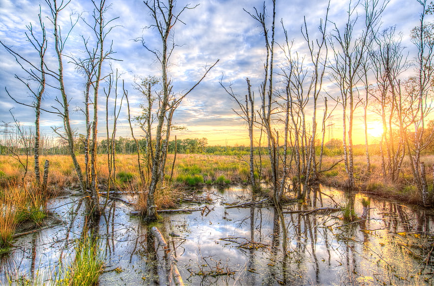 Sunset over a swamp with birch trees and water reflections