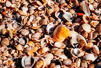 Close-up of colorful seashells on a sunny beach
