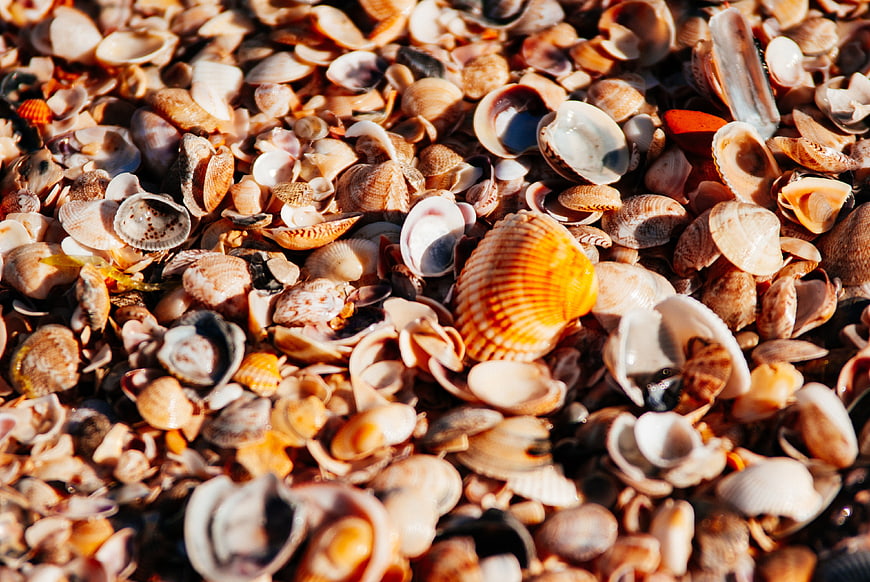 Close-up of colorful seashells on a sunny beach