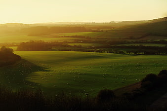 Golden Hour Pastoral Landscape with Sheep Grazing on Rolling Hills