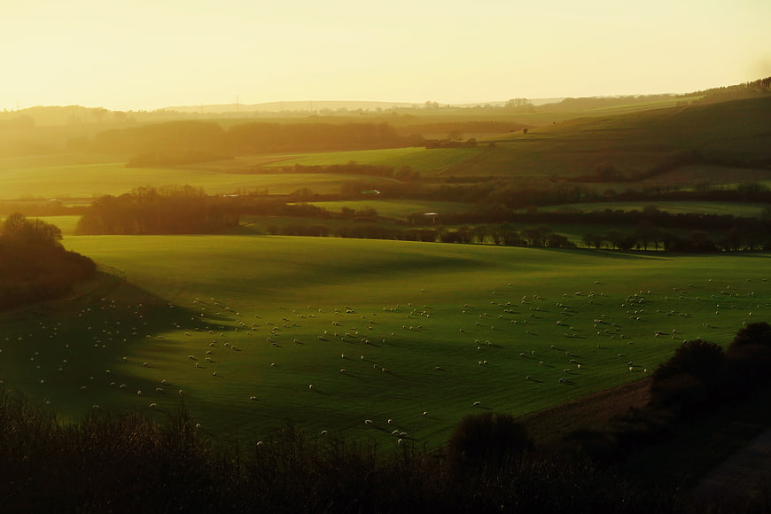 Golden Hour Pastoral Landscape with Sheep Grazing on Rolling Hills