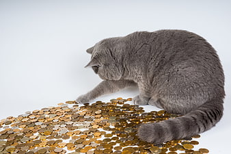 Gray cat reaching for pile of gold coins on white background