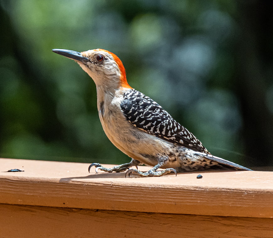 Red-bellied Woodpecker Perched on Wooden Deck Rail