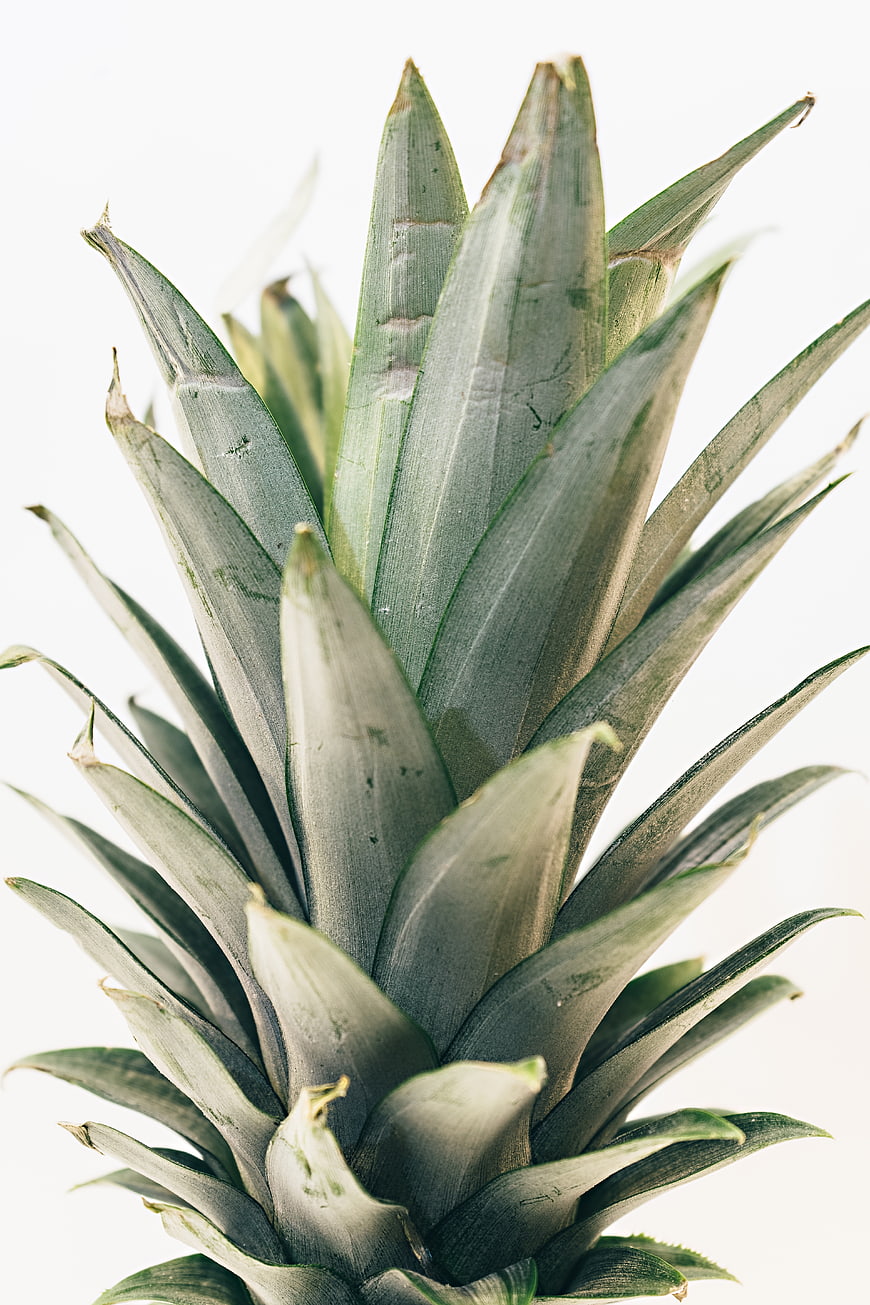 Close-up of pineapple crown leaves on white background