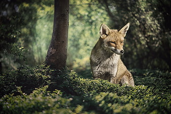Red Fox Sitting in Sunlit Forest Undergrowth