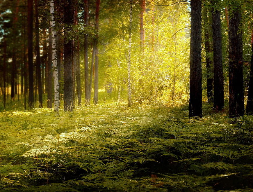 Sunlit Forest Path with Ferns and Birch Trees