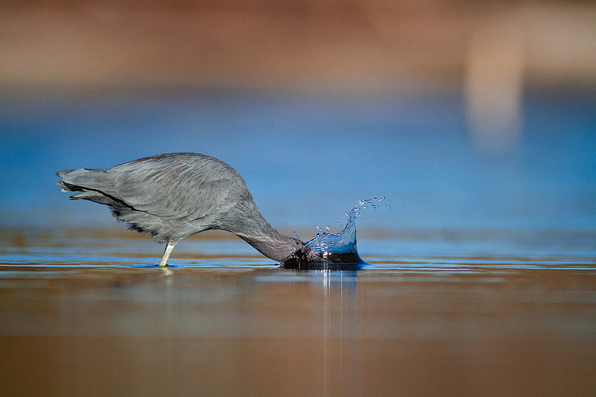 Little Blue Heron Diving for Fish in Shallow Water