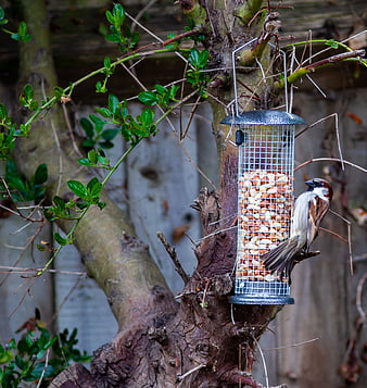 Male House Sparrow Eating Peanuts from Wire Bird Feeder