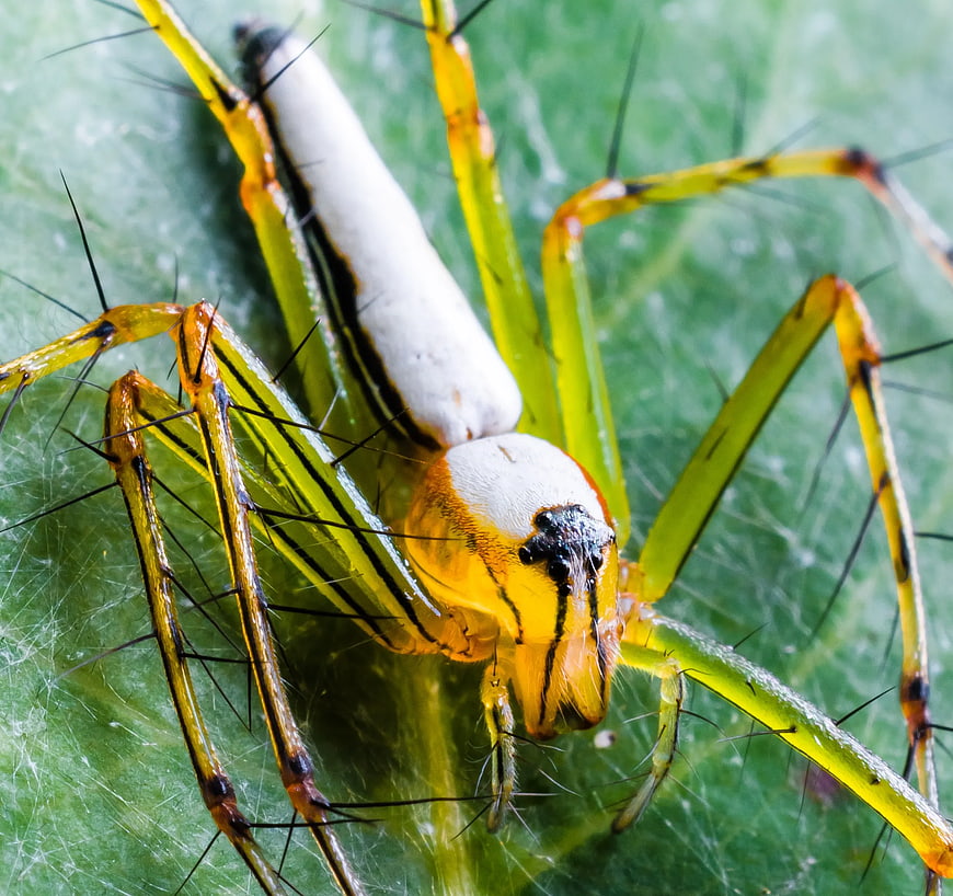 Close-up of Green and Yellow Spider on Leaf