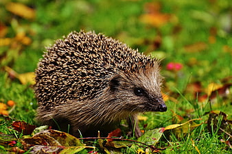 Young Hedgehog Foraging In Autumn Garden Grass