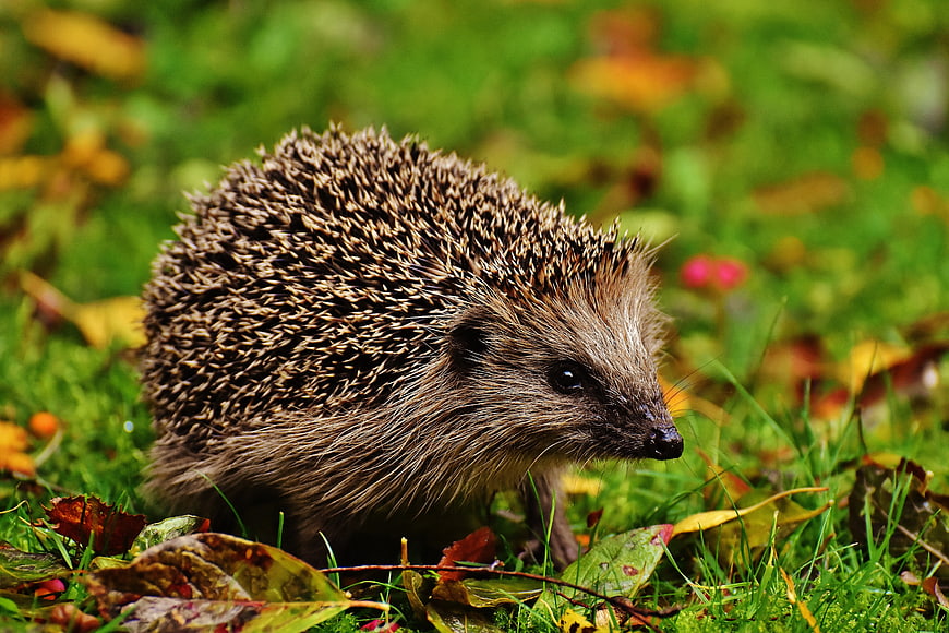 Young Hedgehog Foraging In Autumn Garden Grass