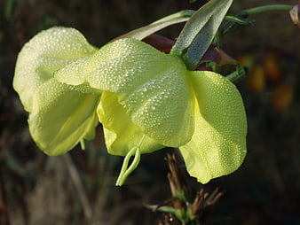 Close-up of yellow lily with morning dew drops