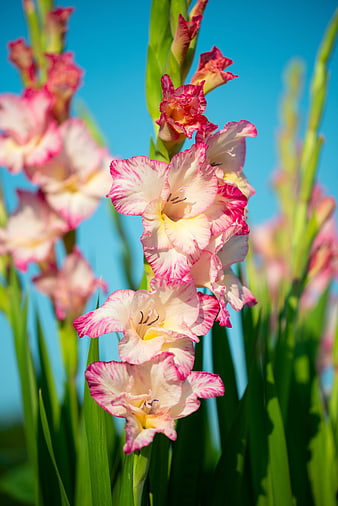 Pink and White Gladiolus Flowers Against Blue Sky