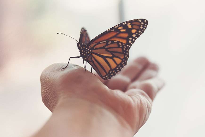 Monarch Butterfly Perched on Human Hand Close Up