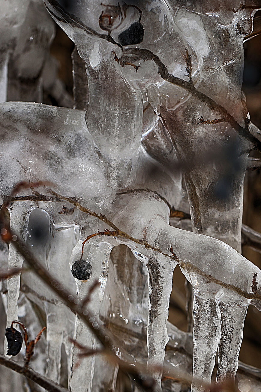 Close-up of frozen berries and branches encased in ice