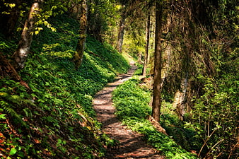 Sunlit forest hiking trail winding through lush green vegetation