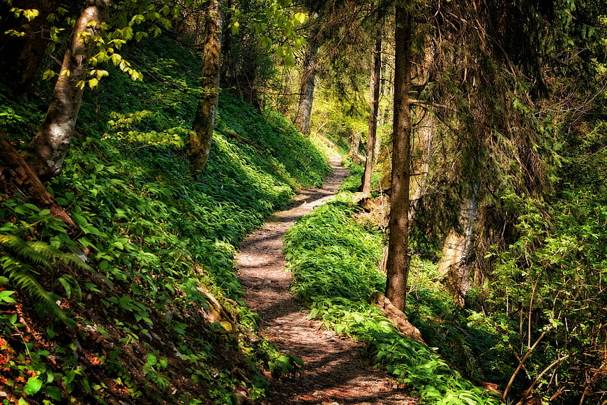 Sunlit forest hiking trail winding through lush green vegetation