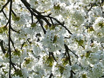 Close-up of white cherry blossoms on tree branches
