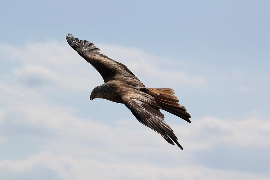 Red Kite Soaring in Blue Sky with Clouds