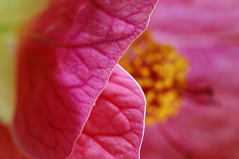 Macro Close-Up of Pink Hibiscus Petal Texture and Stamen
