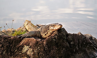 Water Monitor Lizard Resting on Rock by Water
