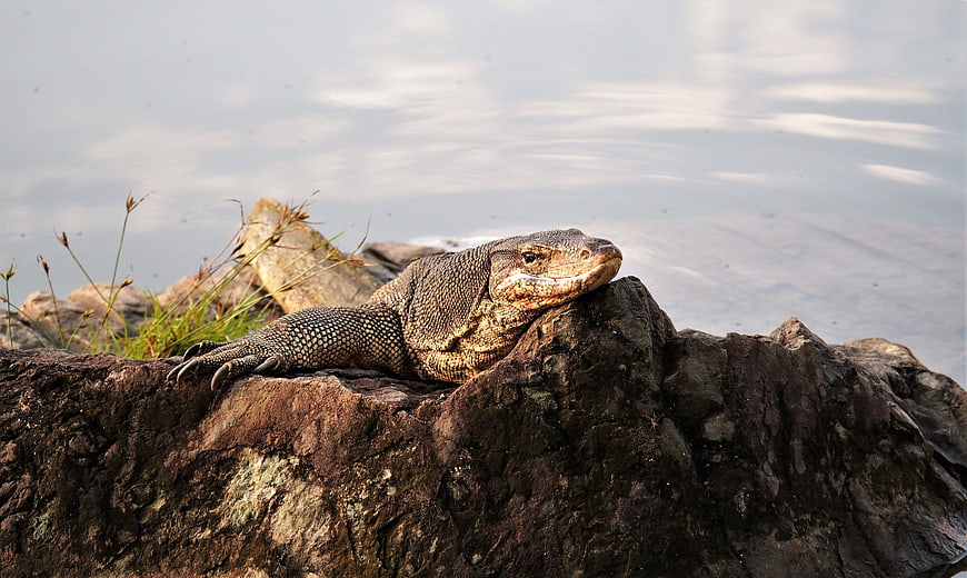 Water Monitor Lizard Resting on Rock by Water