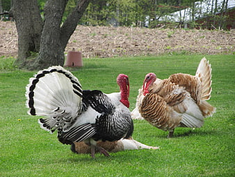 Two turkeys displaying feathers on a green farm pasture