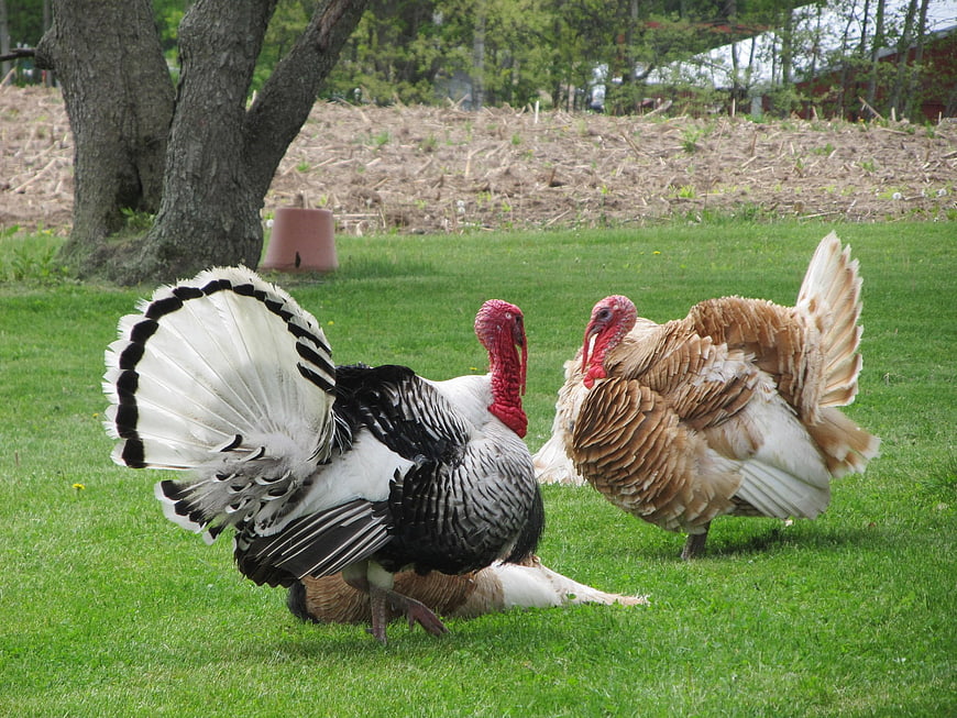 Two turkeys displaying feathers on a green farm pasture