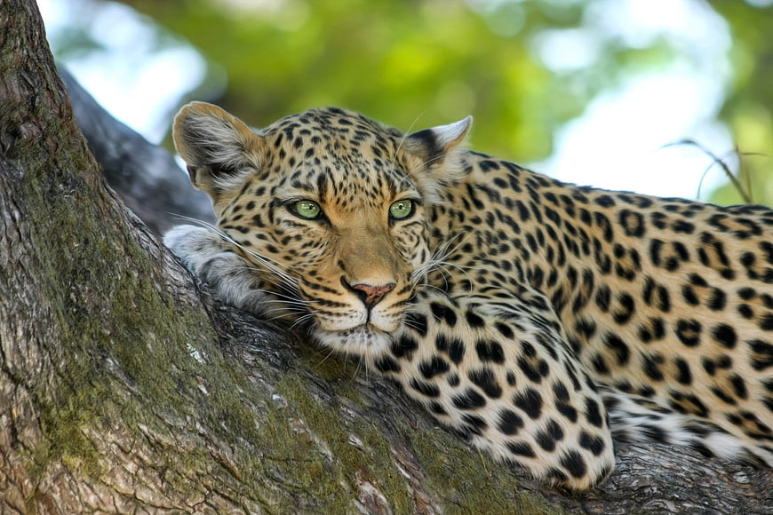 Close-up portrait of a leopard resting on a tree branch