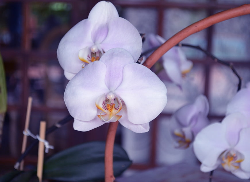 Close-up of delicate white and lilac phalaenopsis orchid flowers